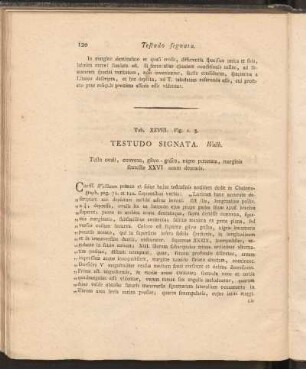 Tab. XXVIII. Fig. 2.3: Testudo Signata. Wallb.