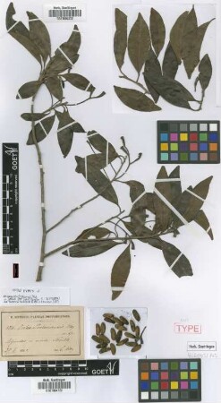 Ocotea portoricensis Mez [Isosyntype]