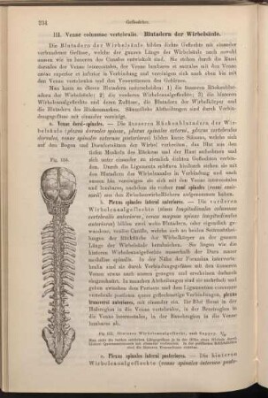 III. Venae columnae vertebralis. Blutadern der Wirbelsäule.