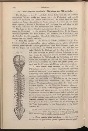 III. Venae columnae vertebralis. Blutadern der Wirbelsäule.