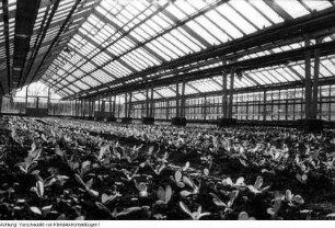 Dresden, Kaditz. Gärtnerische Produktionsgenossenschaft (GPG) Gartenbau Kaditz, Arbeit in den Gewächshäusern, 1959