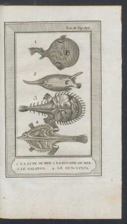Tafel: 1. La lune de mer. 2. La bécasse de mer 3. Le galanga. 4. Le guacucuja.