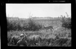 Bei Namur (Belgien): Soldat mit Stahlhelm in einem Graben, oberhalb des Grabens ein Hund, im Hintergrund weites Feld