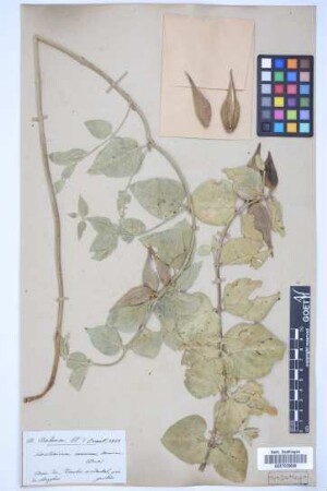 Vincetoxicum canescens canescens (Willd.) K. Schum.