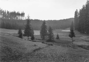 Am Wald : Blick auf einen Waldrand auf dem Weg zwischen Nové Hamry und Horní Blatná