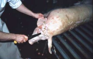 Fotografie: Precision Livestock Farming, Tieridentifikation, Implantat