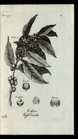 No: 2. Caffea. Caffe Gewächs.