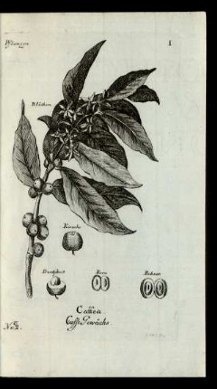 No: 2. Caffea. Caffe Gewächs.