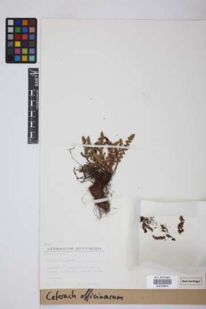 Ceterach officinarum DC.