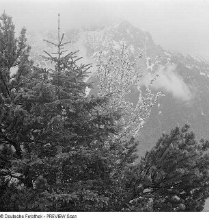 Bäume in den Alpen