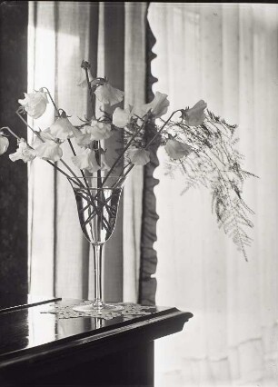 "Blumen um uns" (Photographische Plaudereien in Wort und Bild). Blumenstilleben (Wicken in einem Weinglas)