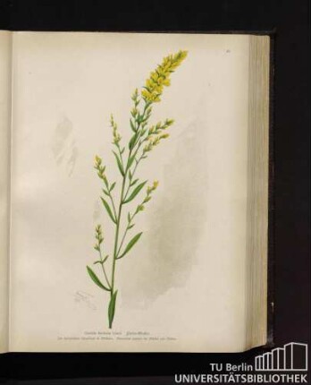 Genista tinctoria Linné. Färber-Ginster.