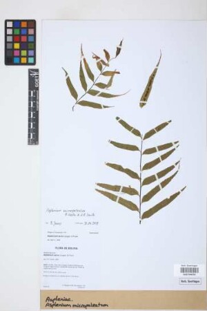 Asplenium micropaleatum