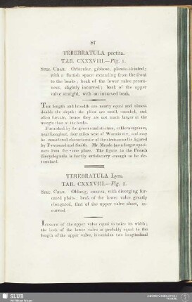 Terebratula Lyra. Tab. CXXXVIII. — Fig. 2