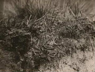 Moorfrosch (Rana arvalis)