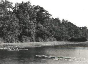 Lausitzer Teichgebiet. Seerosen am Teichrand