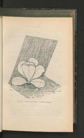 Fig. XII.