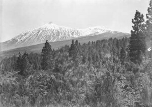Pico del Teide : Blick auf einen Pinienwald in der Umgebung des Vulkans Pico del Teide