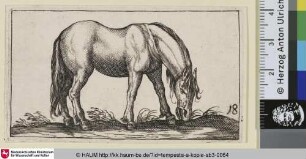 [Grasendes Pferd nach rechts; Grazing Horse, Facing Right]