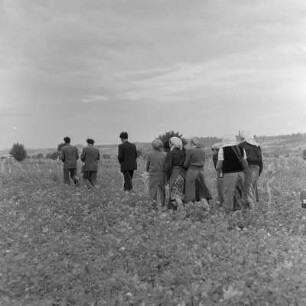 Tabakernte auf den Feldern der Landwirtschaftlichen Produktionsgenossenschaft in Konusch in der Gegend von Chaskowo