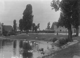 Taucha-Döbitz, Dorfteich