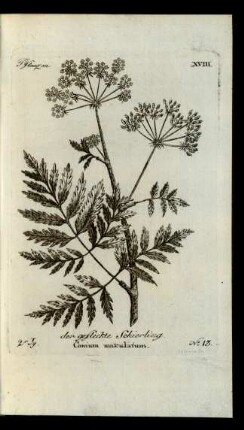 No 13. der gefleckte Schierling. Conium makulatum.