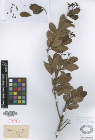 Myrcia coriacea (Vahl) DC. var. imrayana Griseb.