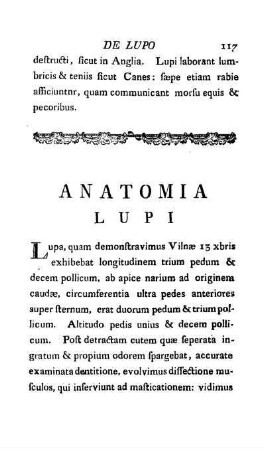 Anatomia Lupi