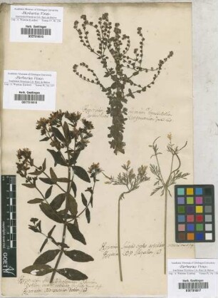 Hypericum