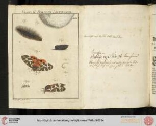 Nacht=Papilions, Zweyte Klasse