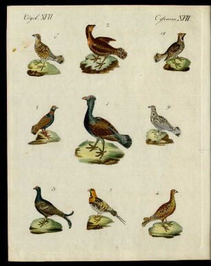 Waldhühner verschiedener Art.