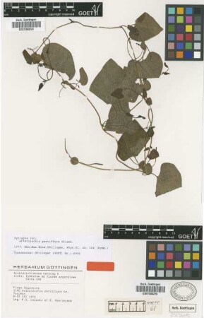 Aristolochia parviflora Griseb. [syntype]