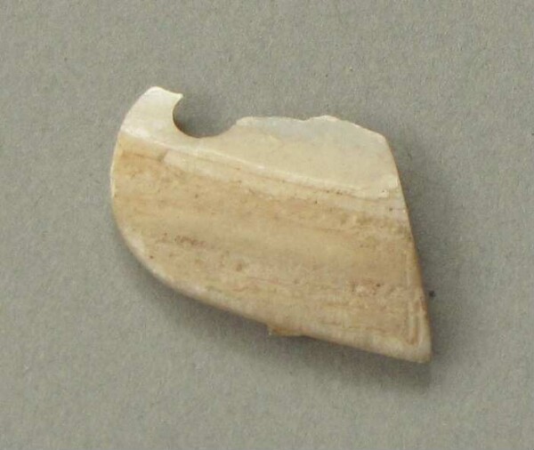 Shell ornament