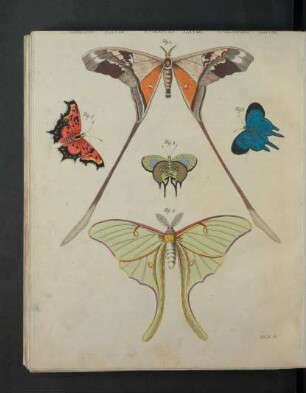 Tafel: Insekten LXVIII. [...]