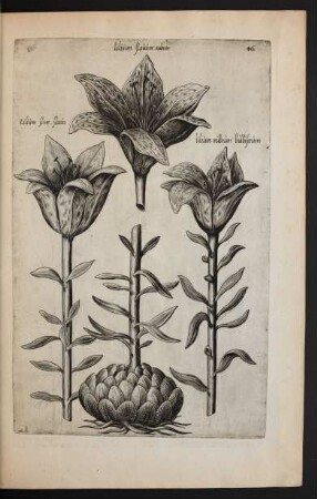 Taf. 46. [Lilium]