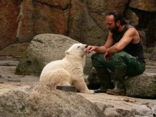 Berliner Zoo, der kleine Eisbär Knut nuckelt an der Hand von Pfleger Thomas Dörflein, 22. Juni 2007