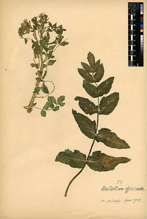 Cruciferae Nasturtium officinale [Sebastie, Samaria, Sebaste, Sebastje, Schomoron]
