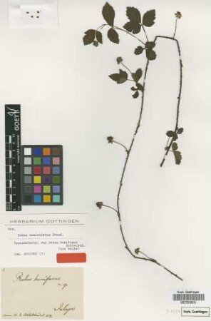 Rubus humifusus Schltdl. [type]