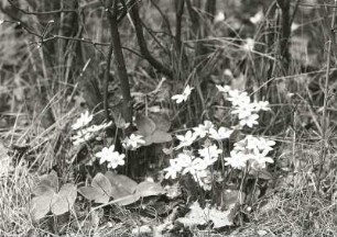 Oberlausitz, Naturschutzgebiet Rotstein. Dreilappiges Leberblümchen (Hepatica nobilis)