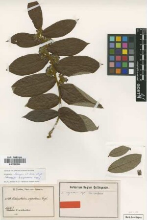 Dichapetalum argenteum Engl. [Isosyntype]