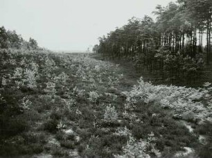 Oberlausitzer Heide: Trockener Gieser (Jesor) bei Zeißholz im Heidebiotop (Fortsetzung des Schwarzen Giessers). (geschloss. Hohlform im Bereich gestauchter Braunkohlenflöze) Nr. 5