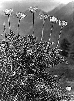 Hahnenfußgewächse (Ranunculaceae). Schwefelgelbe Berganemone (Pulsatilla alpina sulphurea)