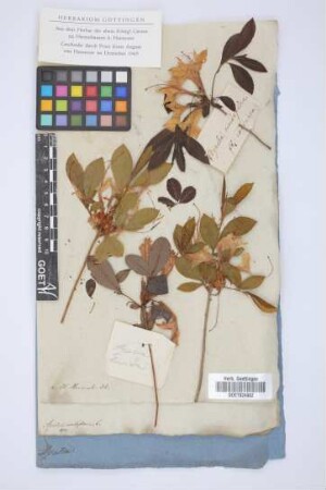 Azalea nudiflora L.