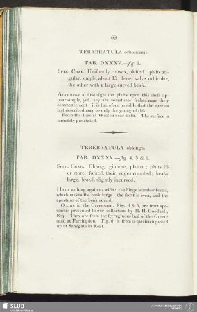 Terebratula orbicularis. Tab. DXXXV.—fig. 3