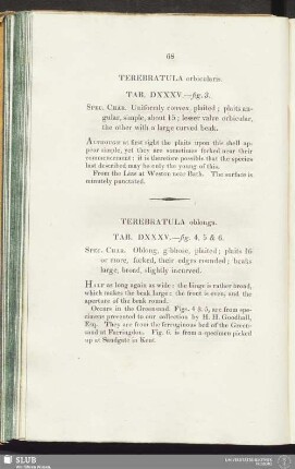 Terebratula orbicularis. Tab. DXXXV.—fig. 3