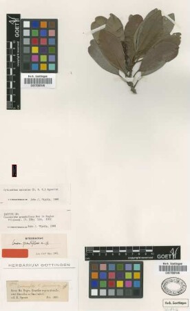 Conomorpha grandiflora Mez [isotype]