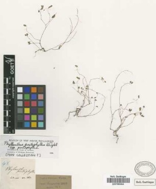 Phyllanthus pentaphyllus C.Wright subsp. pentaphyllus C.Wright[type]