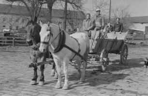 Reportage vom Volksgut Struppen : Pferdefuhrwerk