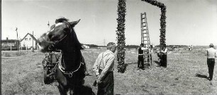 Erntebrauch in Tauer : Gesellschaftliche Volkskultur - Herbst. Ort: Turjej / Tauer. Hahnrupfen (łapanje kokota). Vgl. Lětopis C 27 (1984).