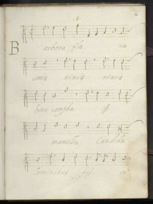 Barbara flava comis niveis